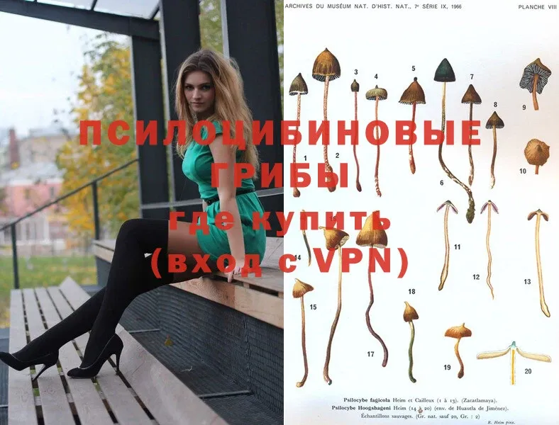 Псилоцибиновые грибы Psilocybe  сколько стоит  Арамиль 